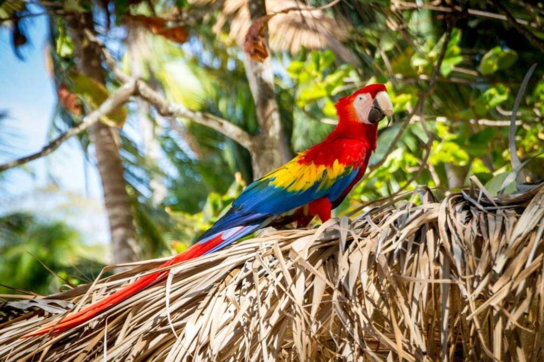 Birds Watching in Puerto viejo Cahuita